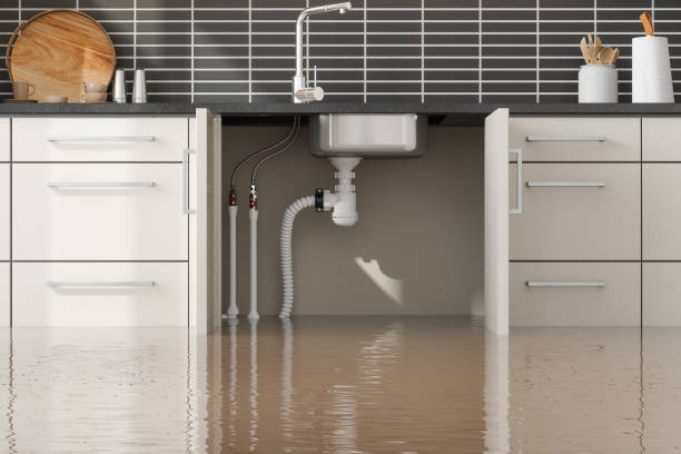 Best Mold removal after water damage  in Paris, KY